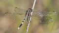 Orthetrum sabina male-3